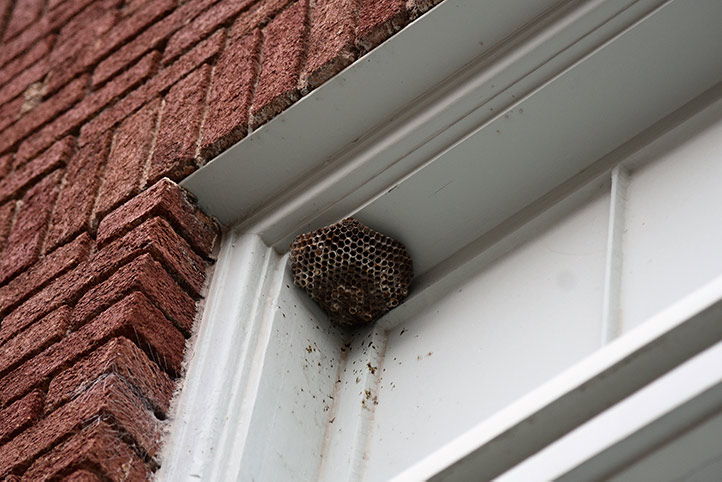 We provide a wasp nest removal service for domestic and commercial properties in Holmfirth.